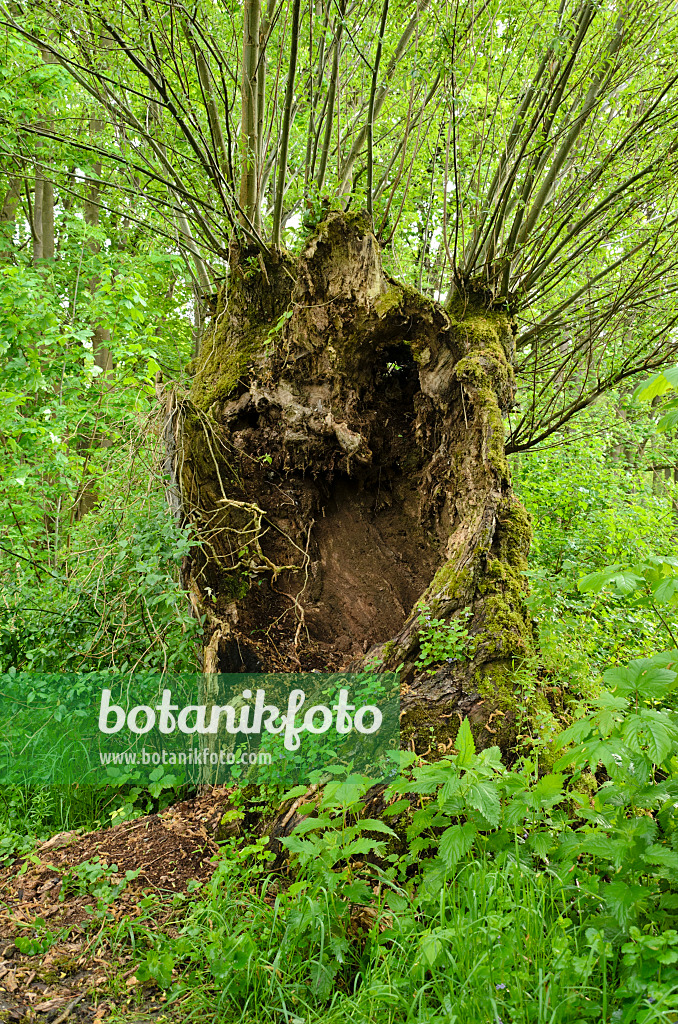 508042 - Pollarded willow (Salix)
