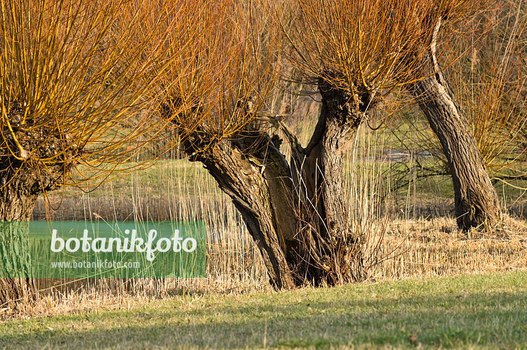 518101 - Pollarded willow (Salix)