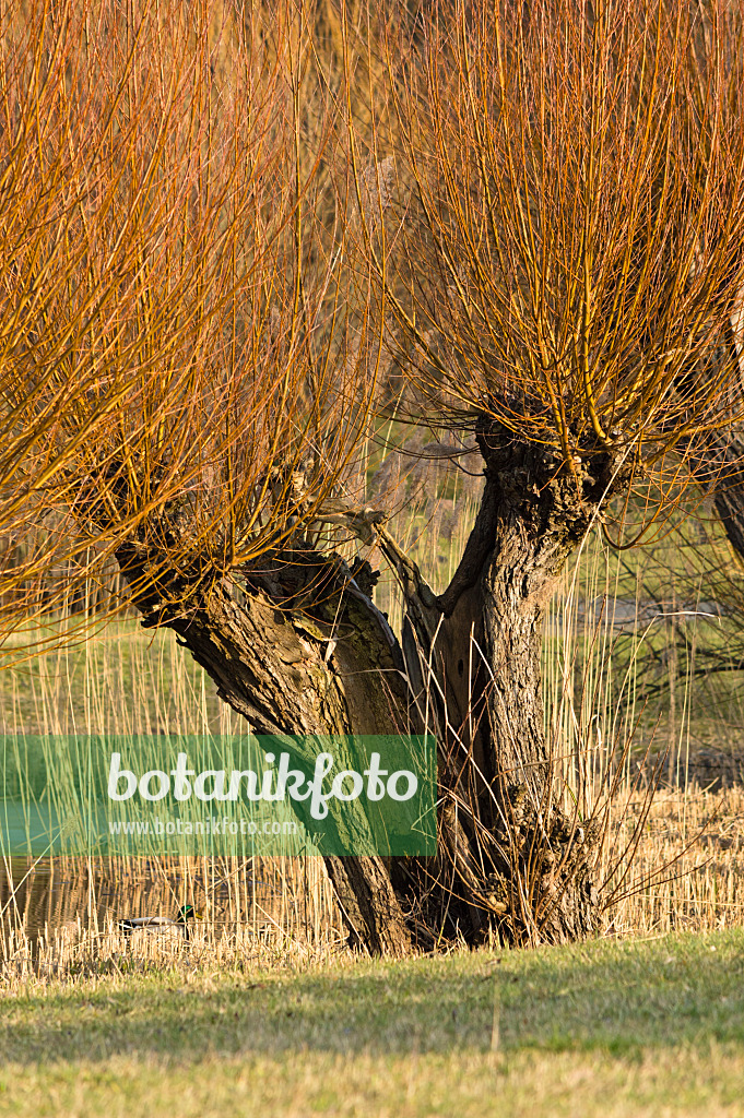 518102 - Pollarded willow (Salix)