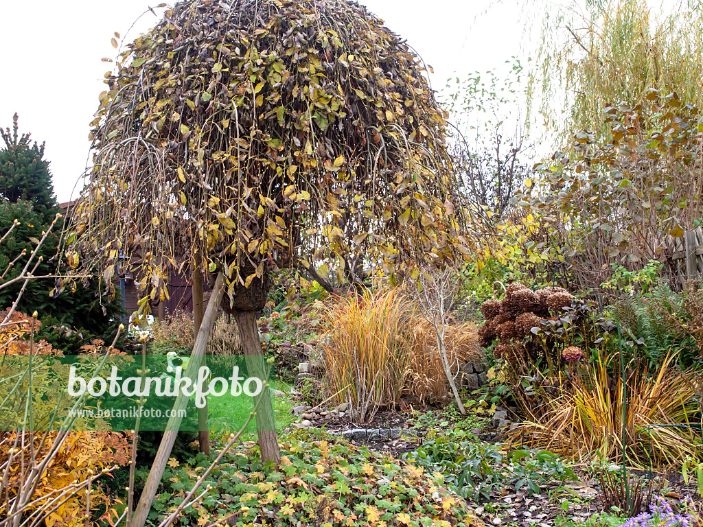 478074 - Pollarded willow (Salix) in an autumnal garden