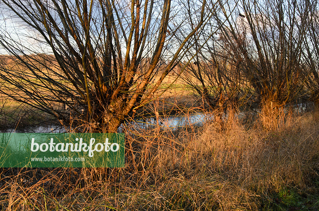 526038 - Pollarded willows (Salix)