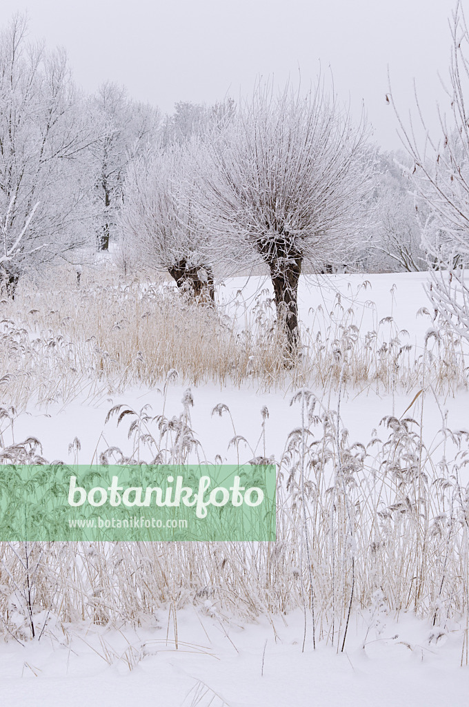 491074 - Pollarded willows (Salix) and common reed (Phragmites australis) at a wintry pond