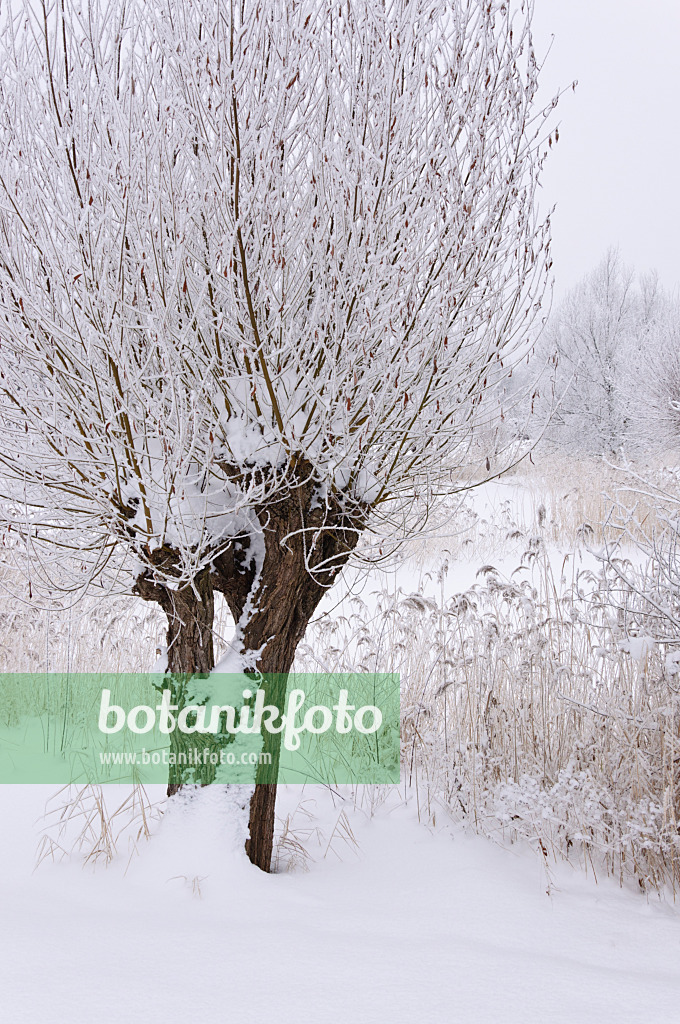 491076 - Pollarded willows (Salix) and common reed (Phragmites australis) at a wintry pond