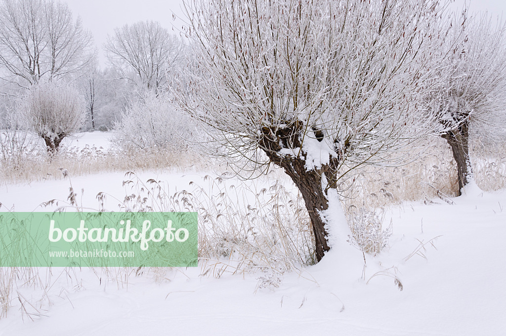 491077 - Pollarded willows (Salix) and common reed (Phragmites australis) at a wintry pond
