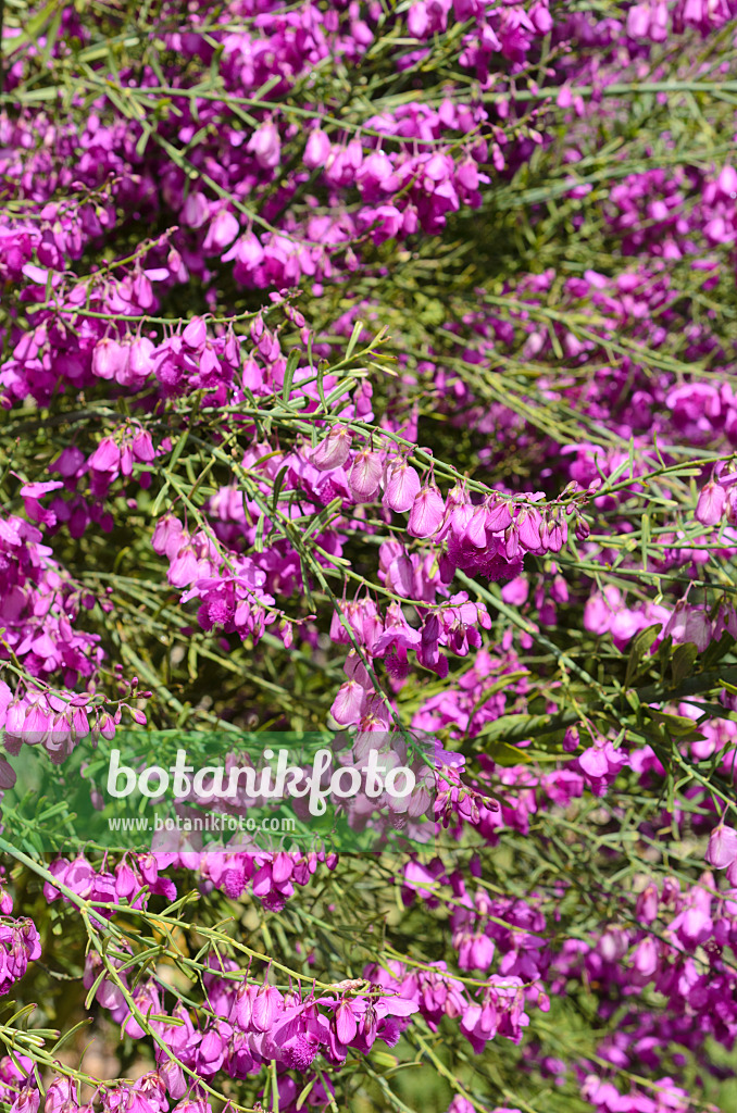 508454 - Polygale (Polygala virgata)