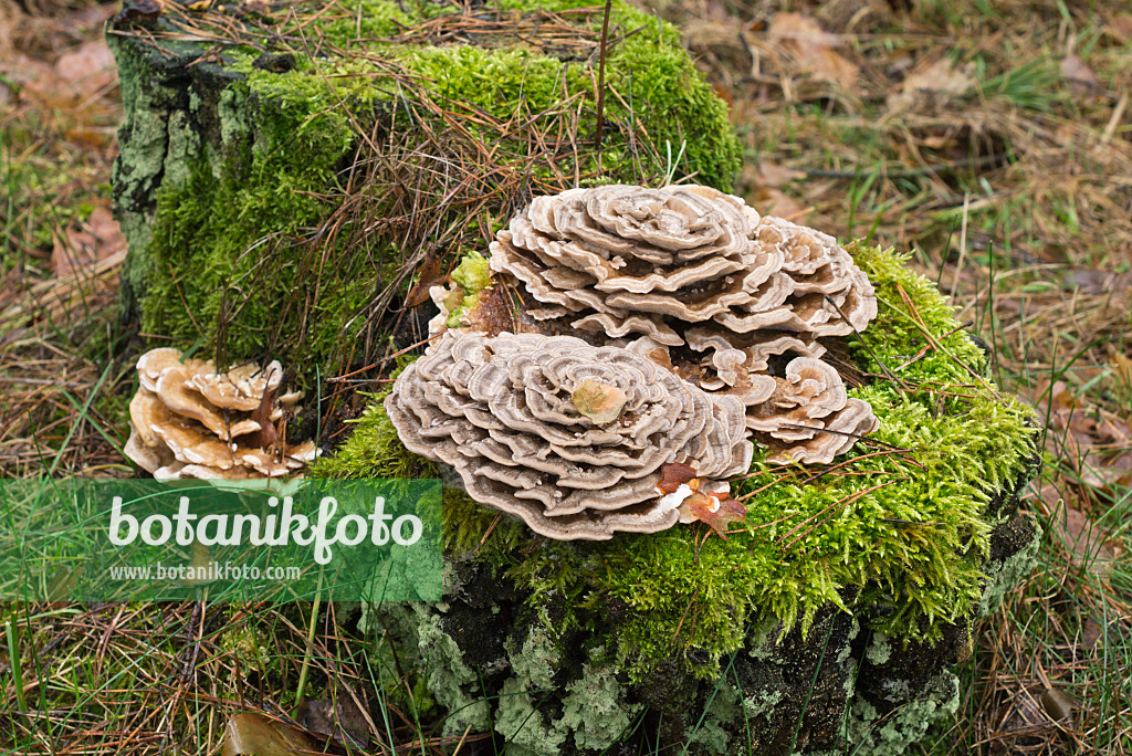 554022 - Polypore à couleurs variables (Trametes versicolor)