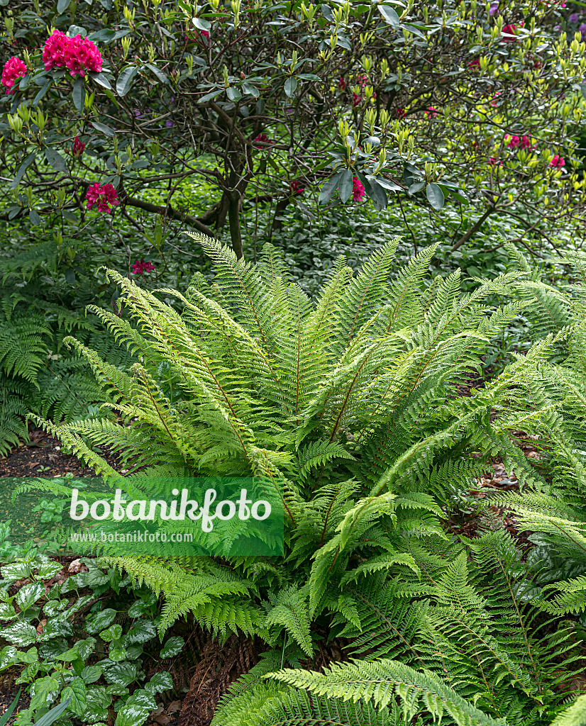 651443 - Polystic à soies (Polystichum setiferum 'Proliferum')