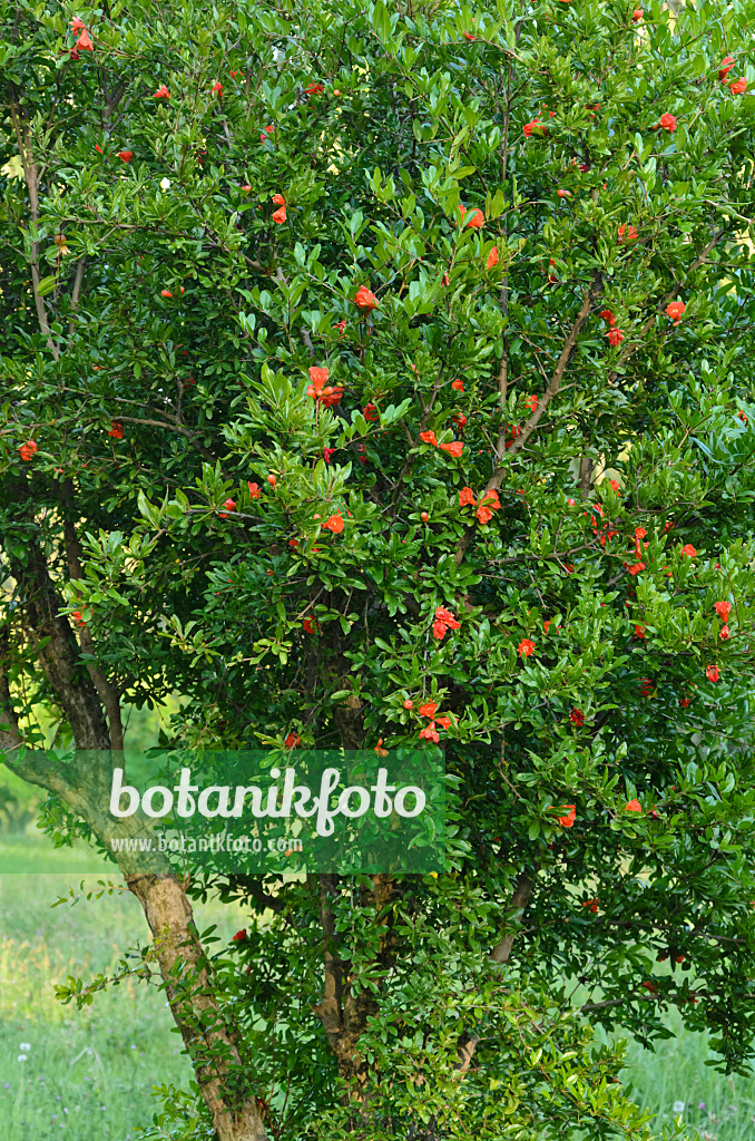557261 - Pomegranate (Punica granatum)