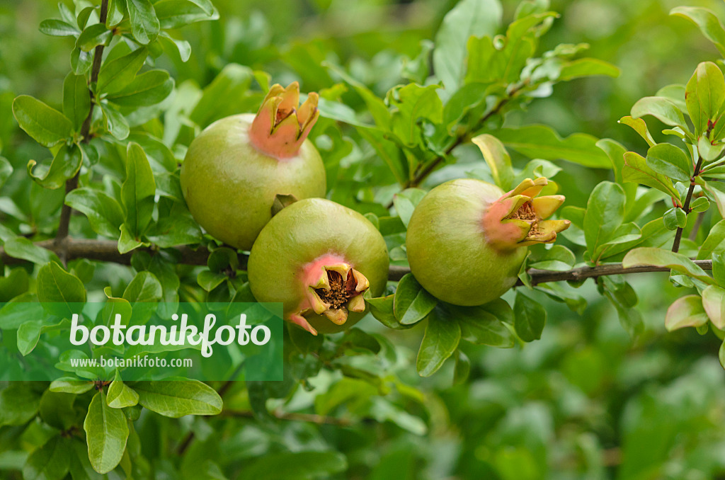 597035 - Pomegranate (Punica granatum)