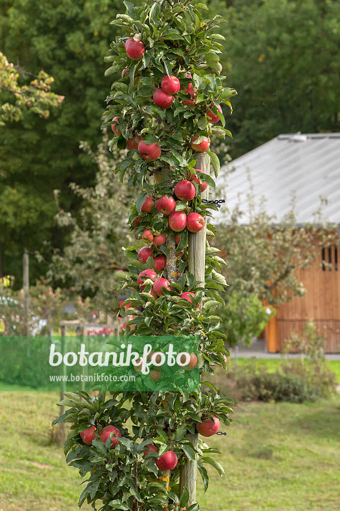 675224 - Pommier colonnaire (Malus x domestica 'Jucunda')