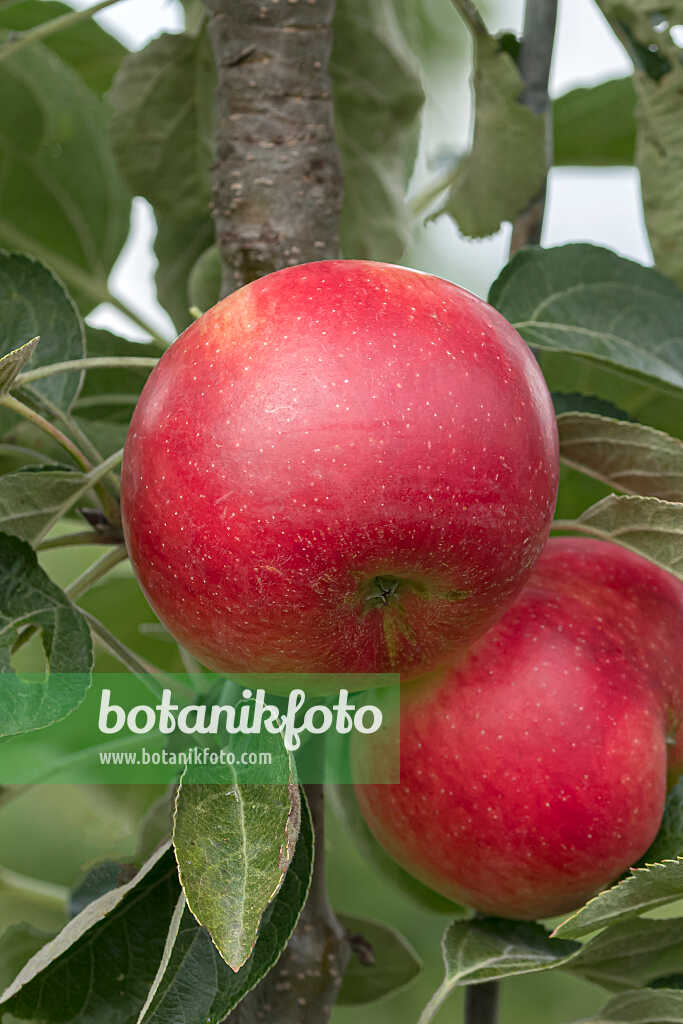 675261 - Pommier colonnaire (Malus x domestica 'Starline Fire')