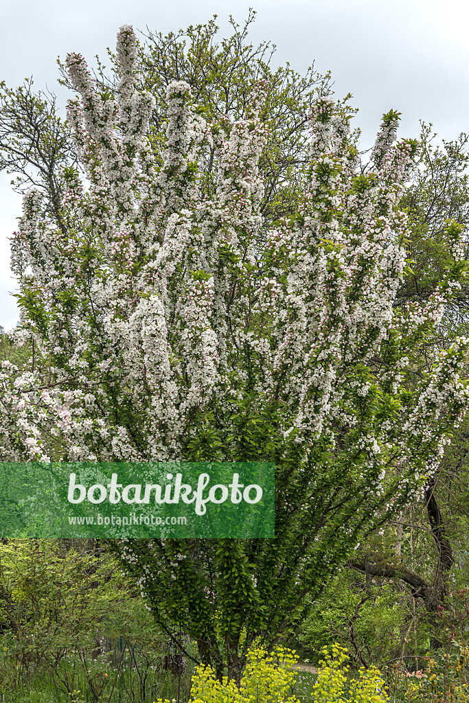 675197 - Pommier d'ornement (Malus Adirondack)