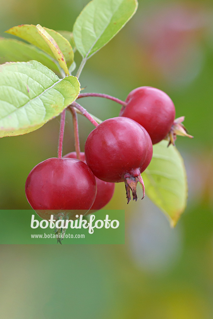 607147 - Pommier d'ornement (Malus Roter Pillnitzer)