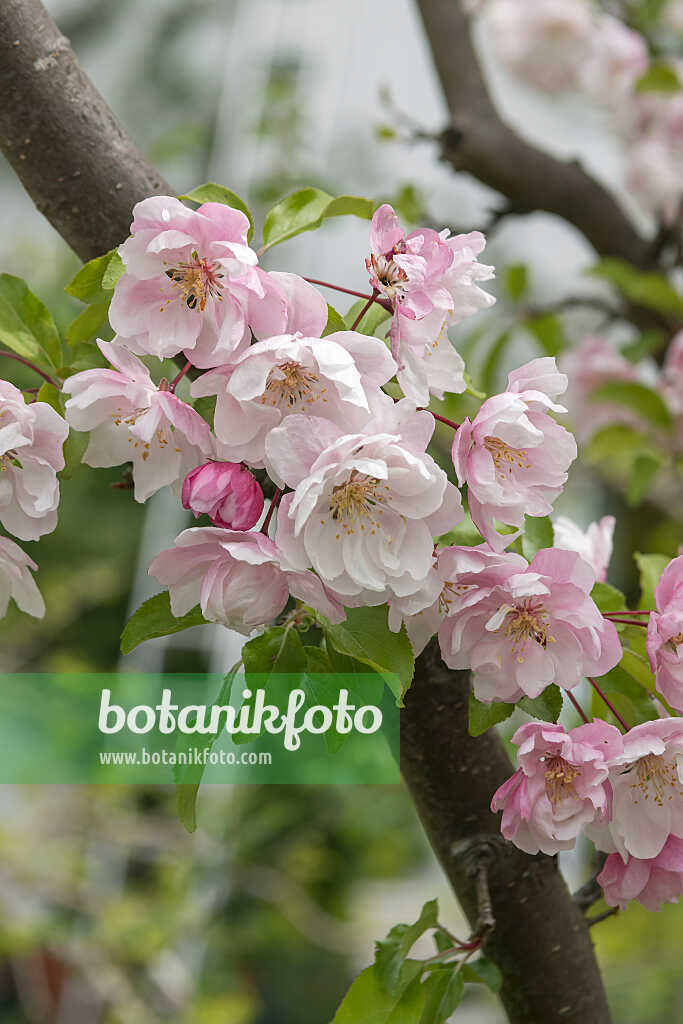 675200 - Pommier d'ornement (Malus Van Eseltine)