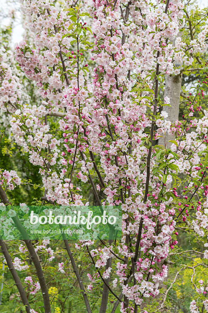 675202 - Pommier d'ornement (Malus Van Eseltine)