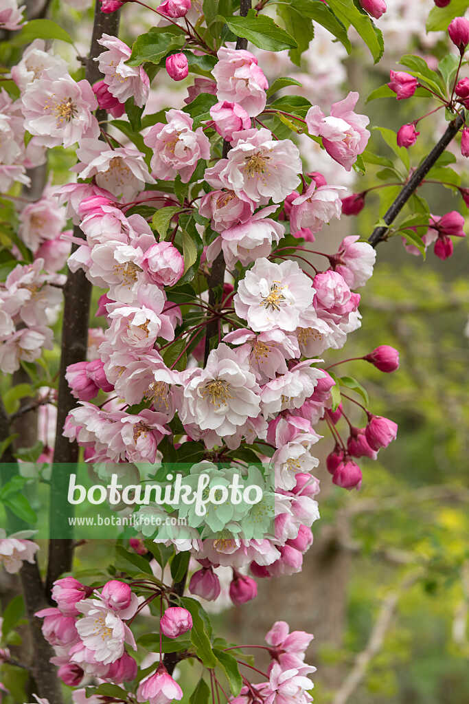 675203 - Pommier d'ornement (Malus Van Eseltine)