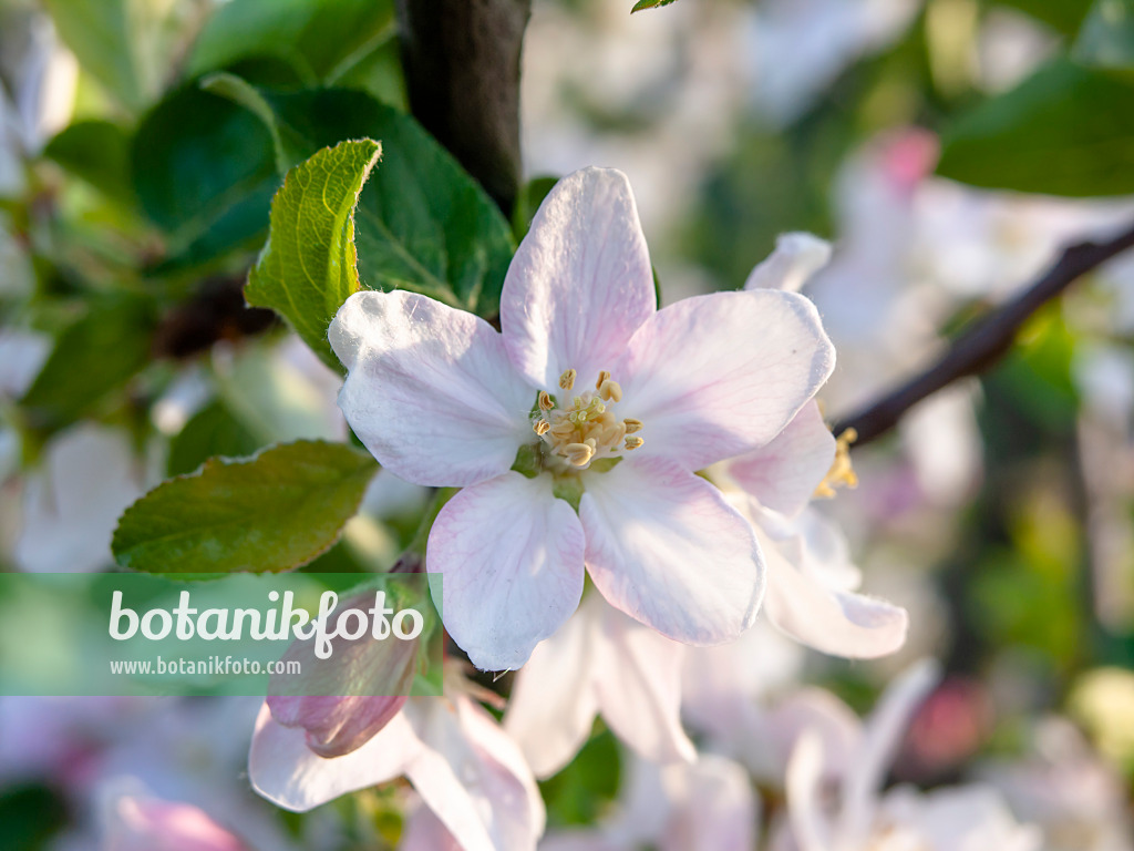 448033 - Pommier d'ornement (Malus x micromalus)