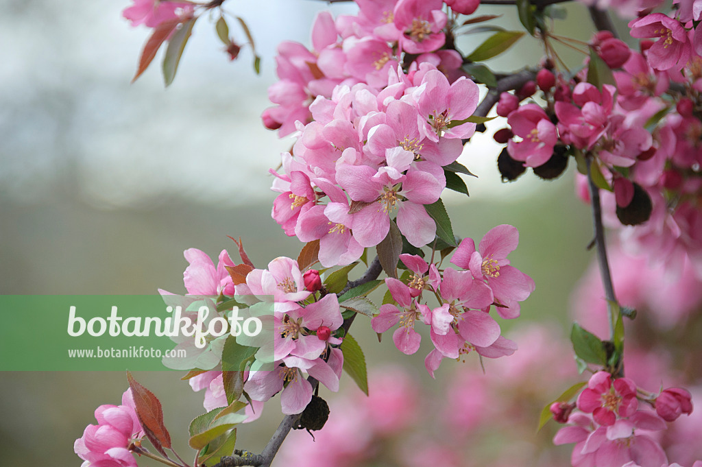 535299 - Pommier d'ornement (Malus x moerlandsii 'Profusion')