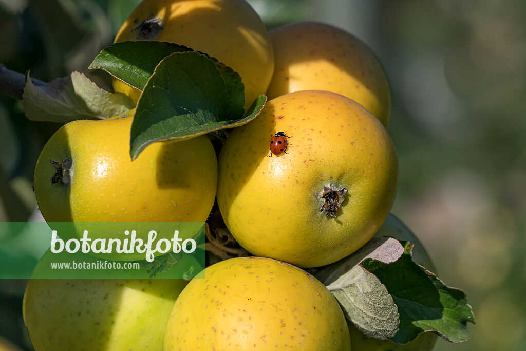 675207 - Pommier domestique (Malus x domestica 'Ananas Reinette')