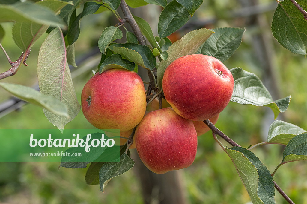 635069 - Pommier domestique (Malus x domestica 'Ariwa')