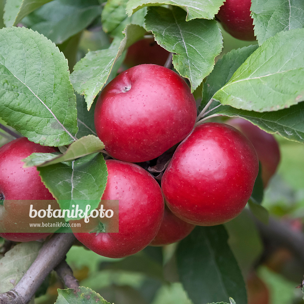 490094 - Pommier domestique (Malus x domestica 'Bonza')
