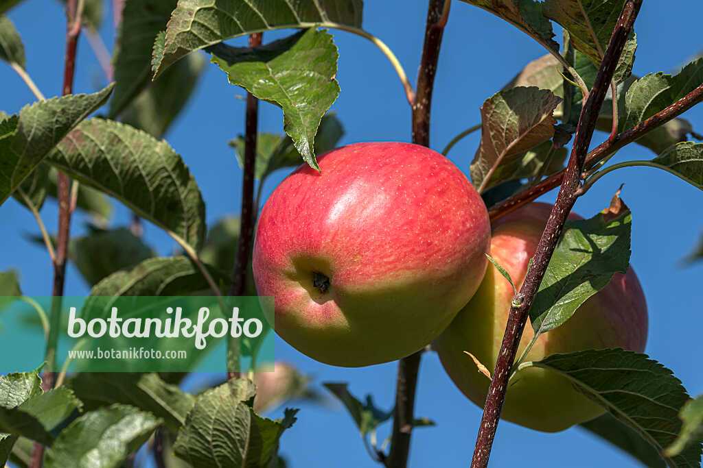 675211 - Pommier domestique (Malus x domestica 'Cadel')