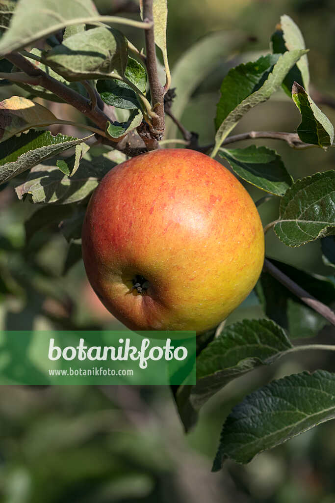 675212 - Pommier domestique (Malus x domestica 'Cox's Orange')