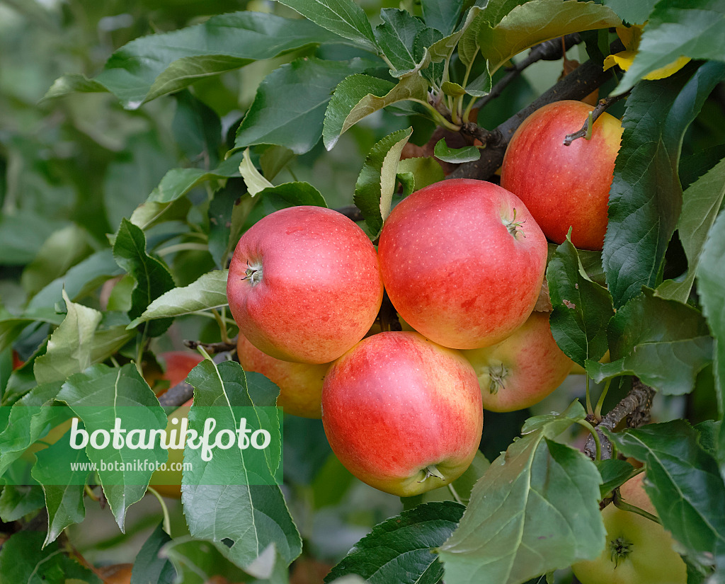 471415 - Pommier domestique (Malus x domestica 'Gala')