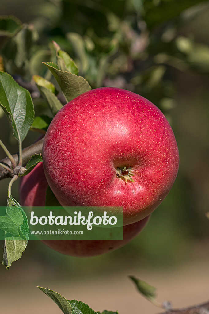 675255 - Pommier domestique (Malus x domestica 'Galiwa')