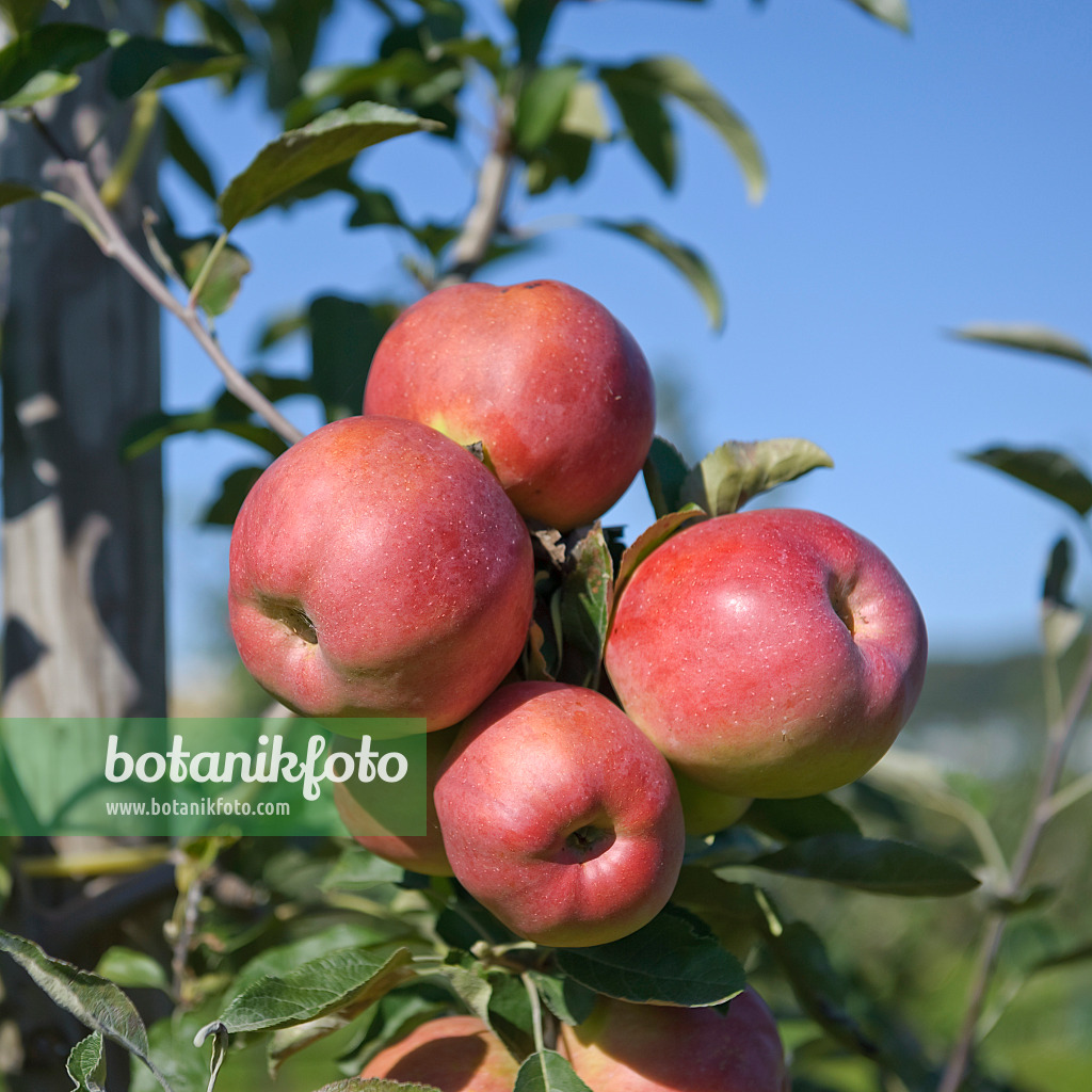 517318 - Pommier domestique (Malus x domestica 'Gestreifter Herbstkalvill') contre un ciel bleu