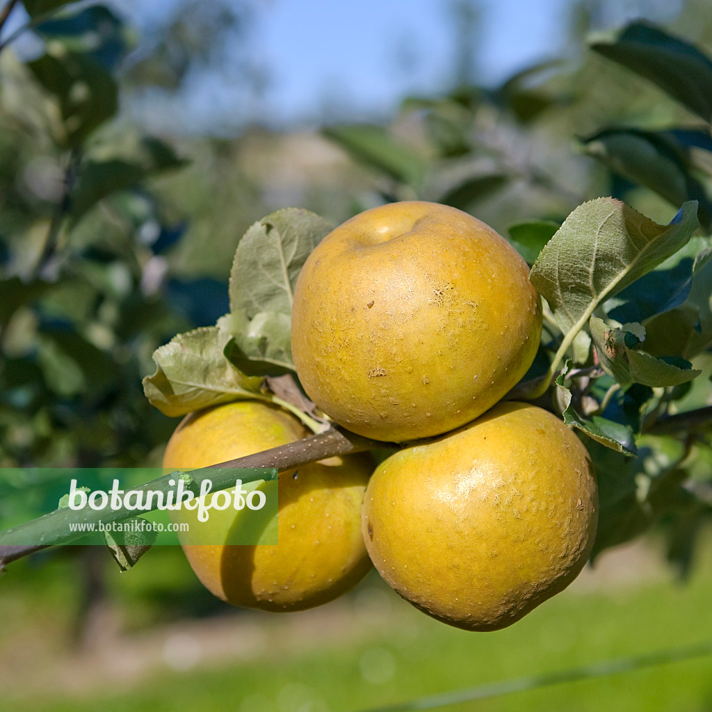 517319 - Pommier domestique (Malus x domestica 'Graue Französische Renette')