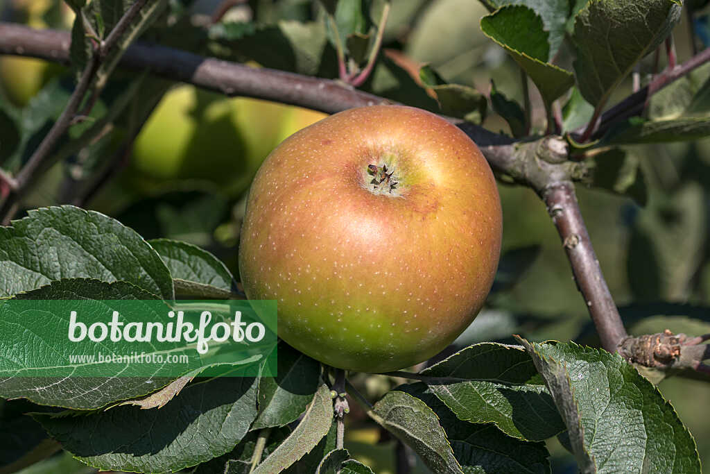 675215 - Pommier domestique (Malus x domestica 'Grüner Winterstettiner')