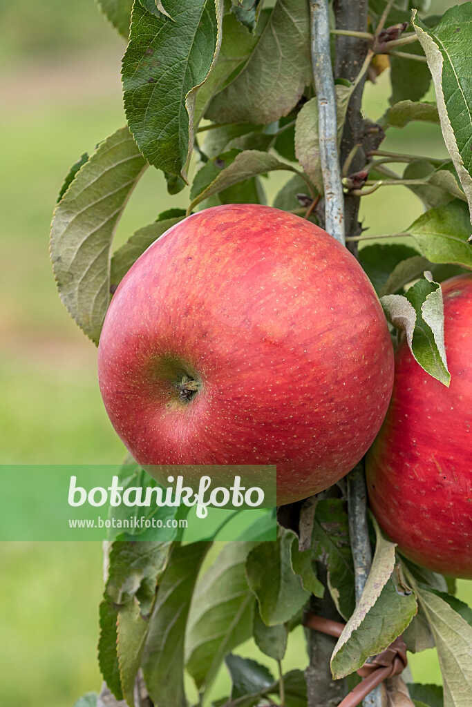 675221 - Pommier domestique (Malus x domestica 'Jarle')