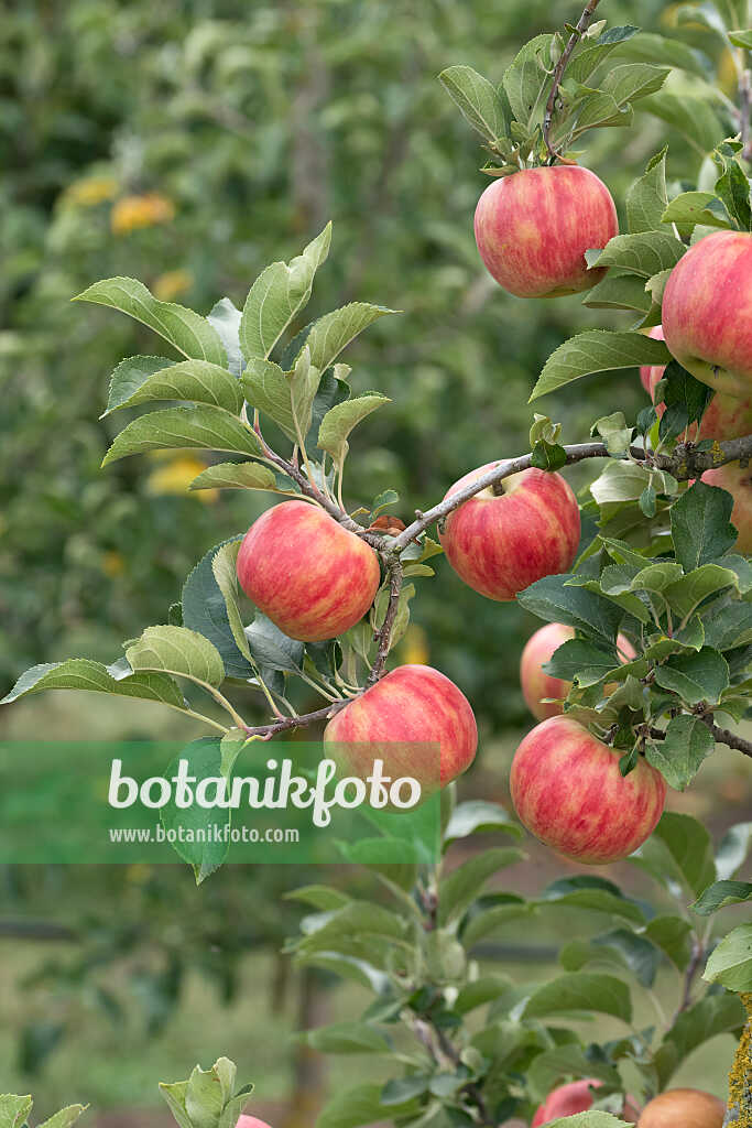 675227 - Pommier domestique (Malus x domestica 'Karneval')