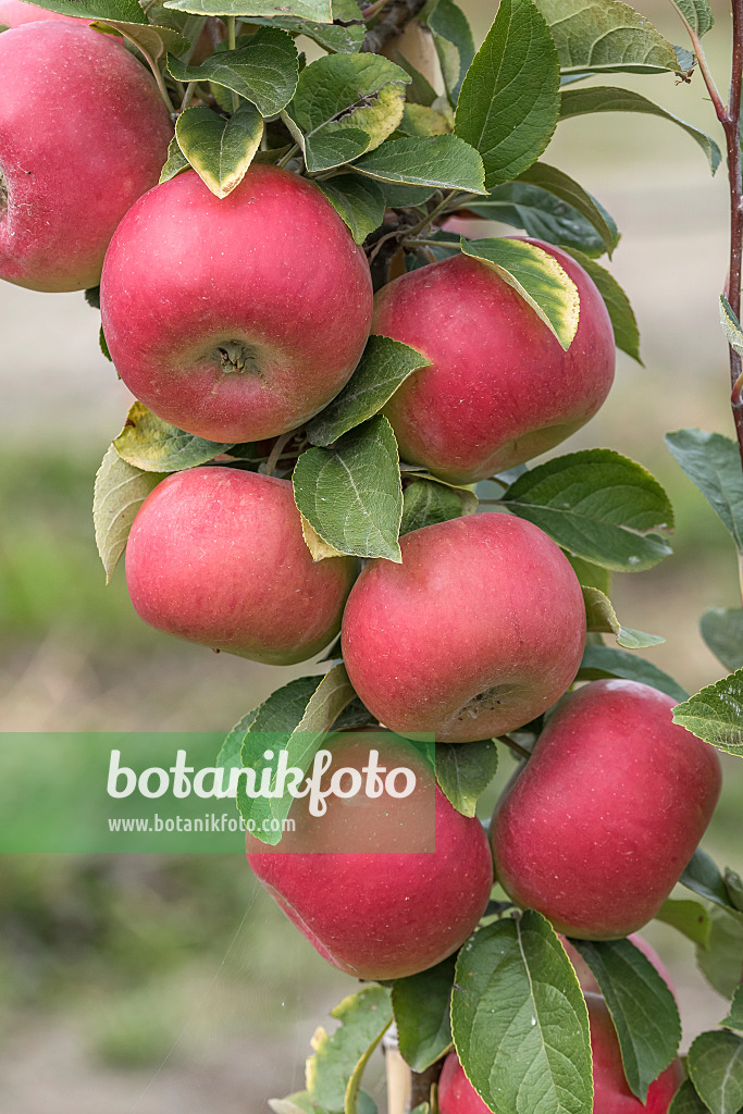 635087 - Pommier domestique (Malus x domestica 'Linsenhofener Renette')