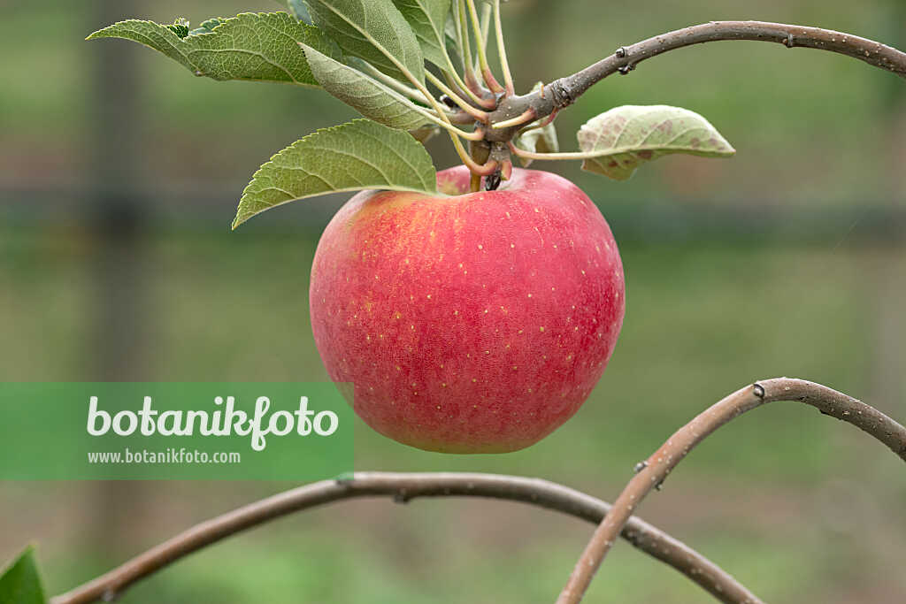 675257 - Pommier domestique (Malus x domestica 'Mammut')