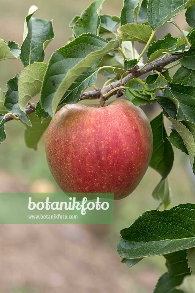 675258 - Pommier domestique (Malus x domestica 'Mariella')