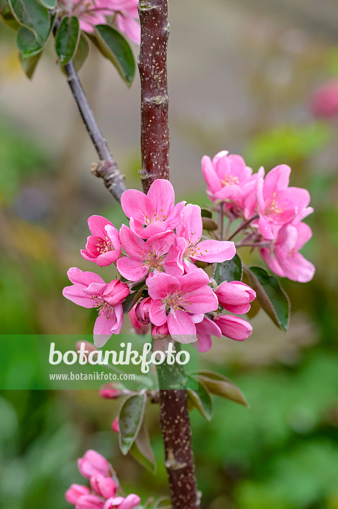 593142 - Pommier domestique (Malus x domestica 'Maypole')