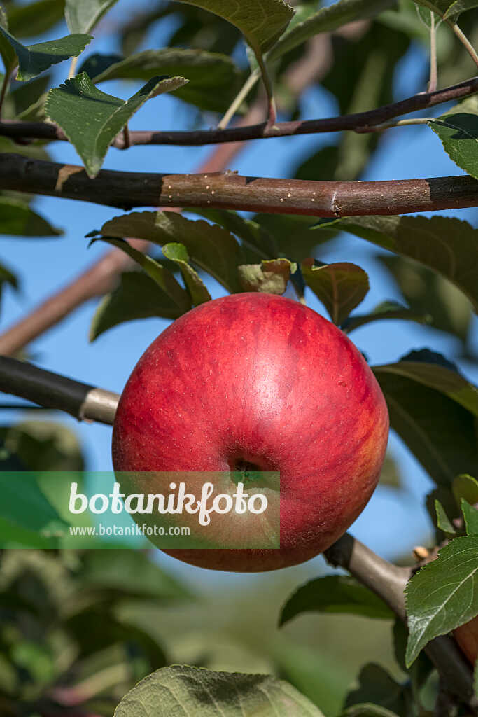 675230 - Pommier domestique (Malus x domestica 'Oberlausitzer Muskatrenette')