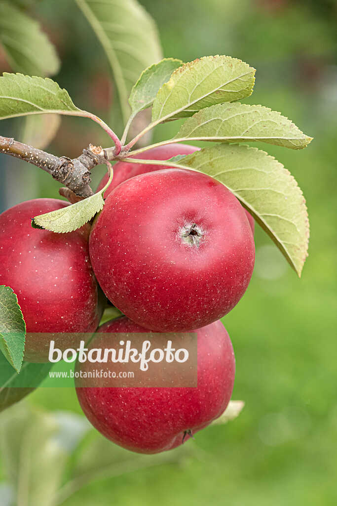 675232 - Pommier domestique (Malus x domestica 'Rajka')