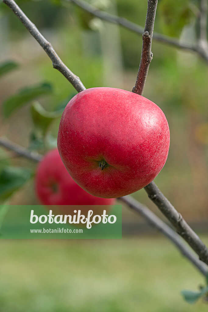 675235 - Pommier domestique (Malus x domestica 'Rea Cadis')