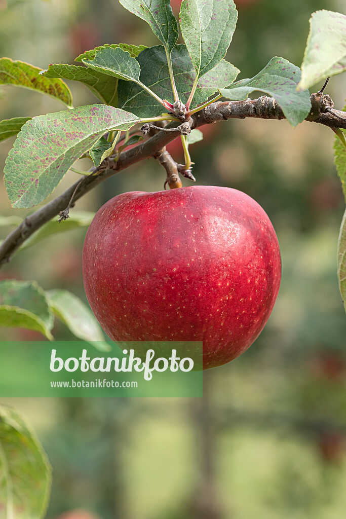 675236 - Pommier domestique (Malus x domestica 'Rea Juice')