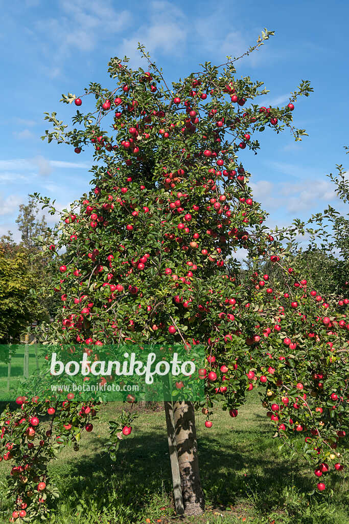 675238 - Pommier domestique (Malus x domestica 'Rebella')