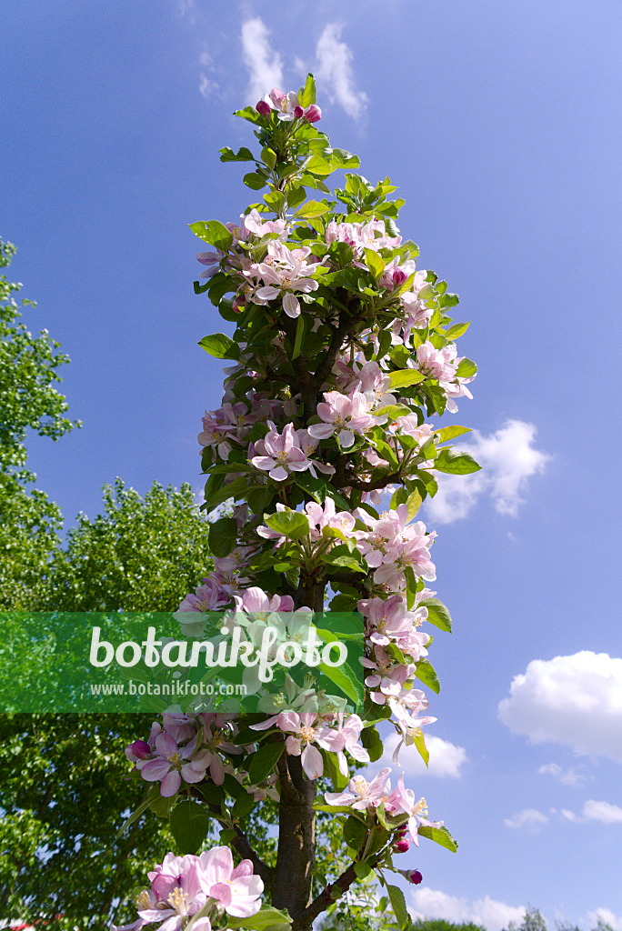 672075 - Pommier domestique (Malus x domestica 'Rondo')