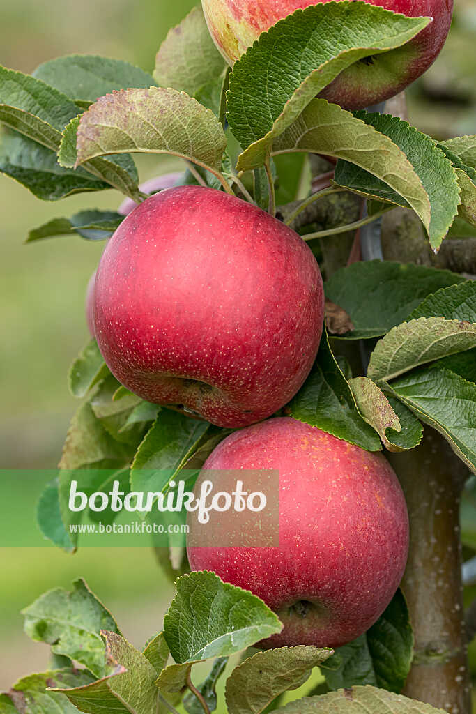 675260 - Pommier domestique (Malus x domestica 'Skyline Scooter')