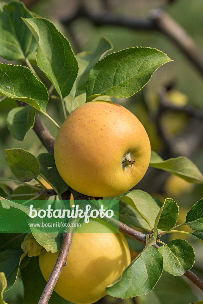 635113 - Pommier domestique (Malus x domestica 'Solaris')