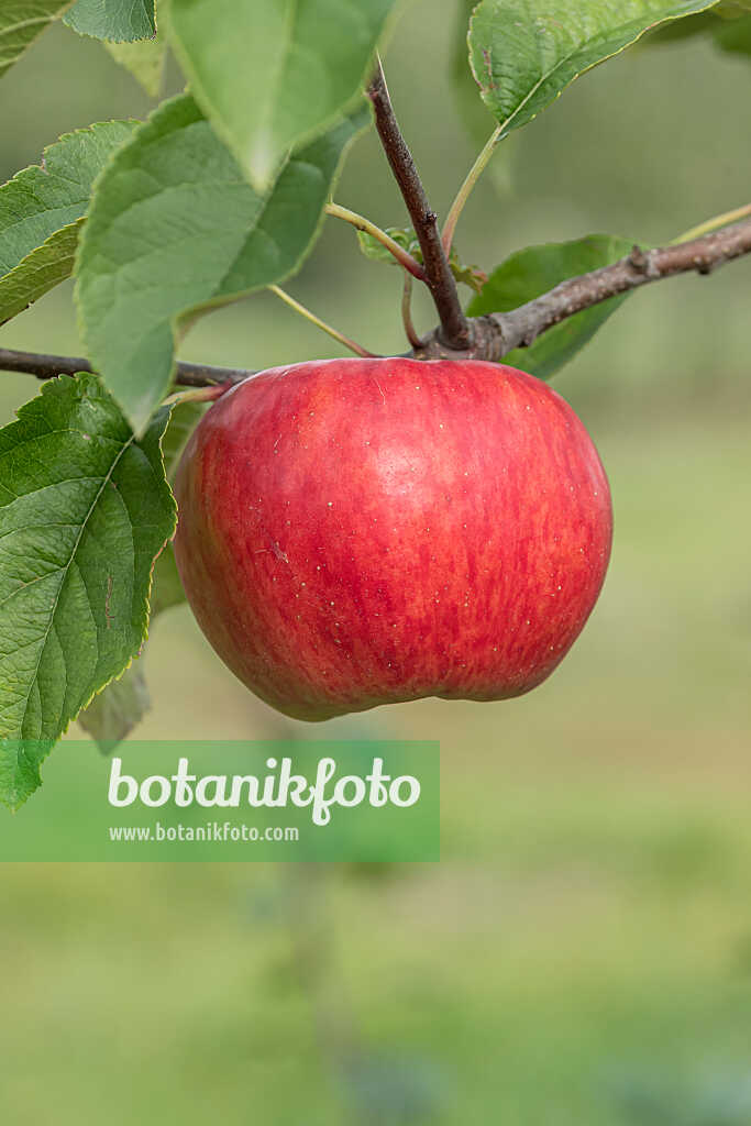 675248 - Pommier domestique (Malus x domestica 'Topaz')