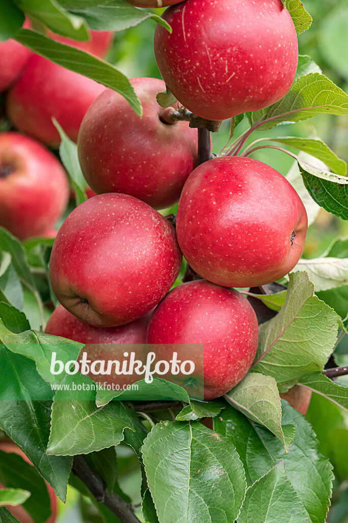 675249 - Pommier domestique (Malus x domestica 'Weirouge')