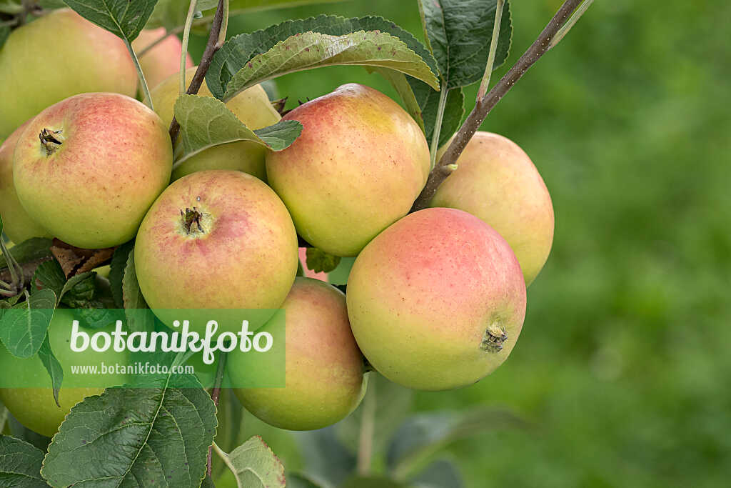 675250 - Pommier domestique (Malus x domestica 'Winterbananenapfel')