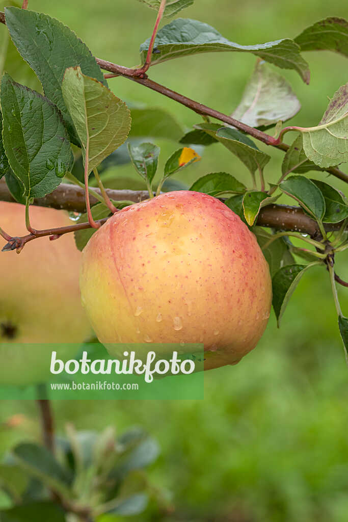 675251 - Pommier domestique (Malus x domestica 'Winterbananenapfel')